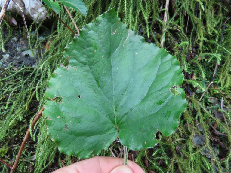 Chaptalia cordifolia (1)