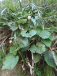Chaptalia cordifolia (2)