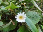 Chaptalia cordifolia (3)