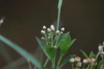 Pluchea laxiflora (6)