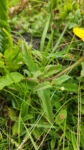 Aspilia montevidensis (3)