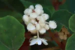 Begonia hammoniae – Estrada Morro da Palha – Axel (18)
