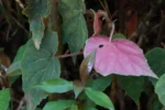 Begonia hammoniae – Estrada Morro da Palha – Axel (20)