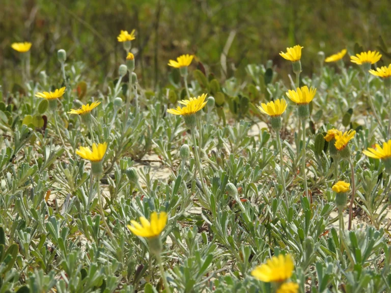 Senecio crassiflorus (1)