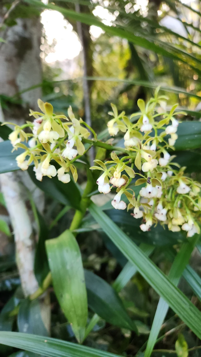Epidendrum densiflorum (2)