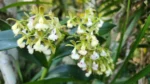 Epidendrum densiflorum (3)