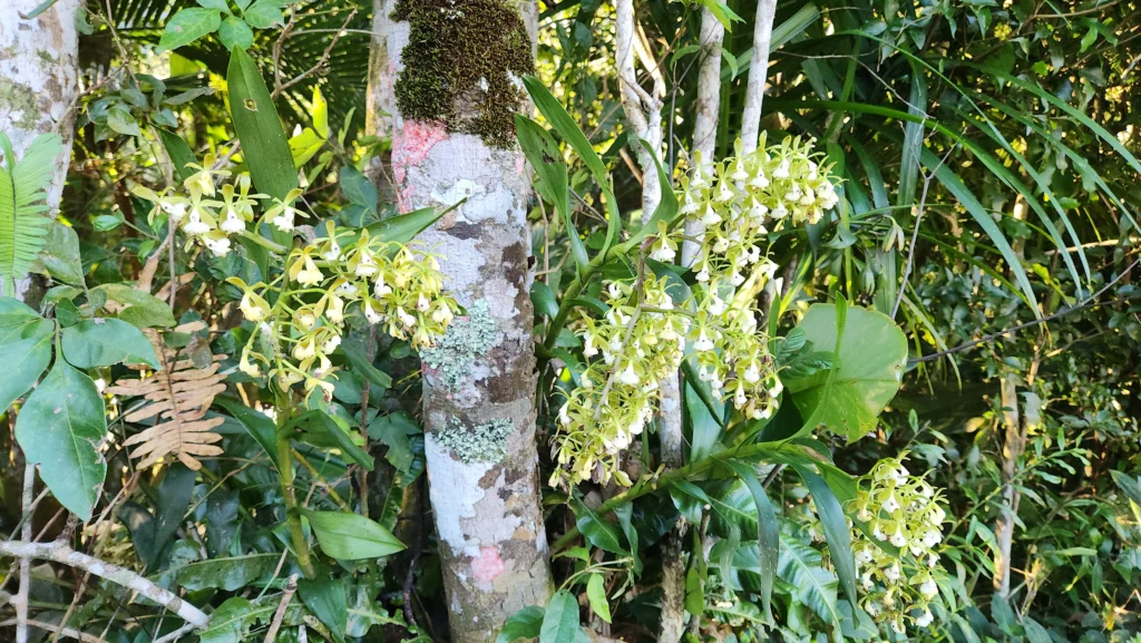 Epidendrum densiflorum (6)