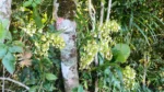 Epidendrum densiflorum (6)