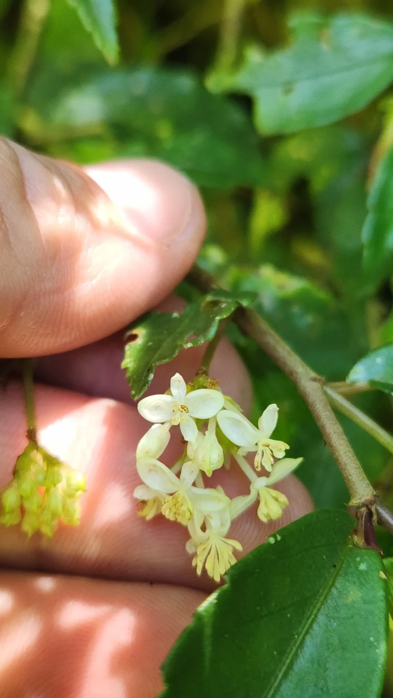 Begonia fruticosa (1)
