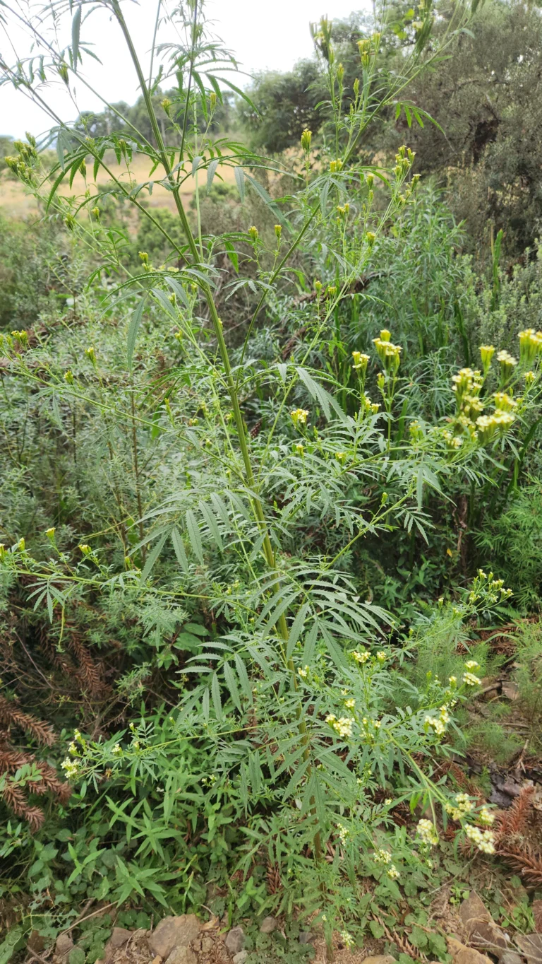 Tagetes minuta (6)