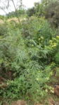 Tagetes minuta (6)