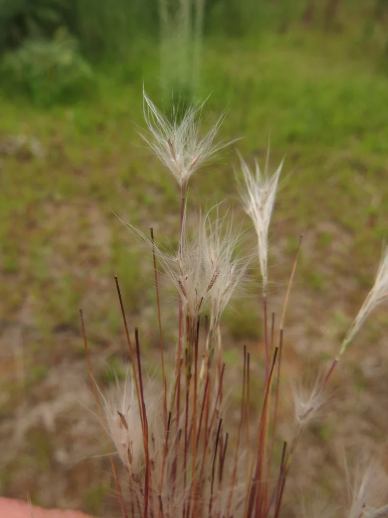 Rio do Sul, Progresso – RPPN Parque das Borboletas (226)