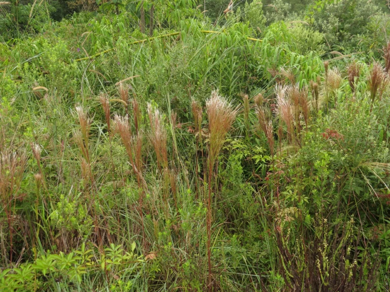 Rio do Sul, Serra do Tucano (403)