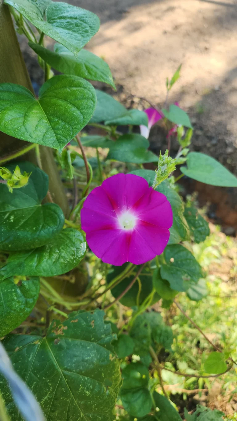 Ipomoea purpúrea (1)