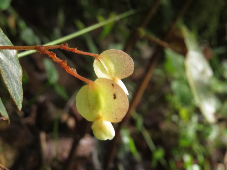 Rio do Sul, Fazenda na divisa com Ibirama (205)