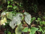Rio do Sul, Fazenda na divisa com Ibirama (215)