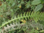 Rio do Sul, Albertina e jardim botanico (108)