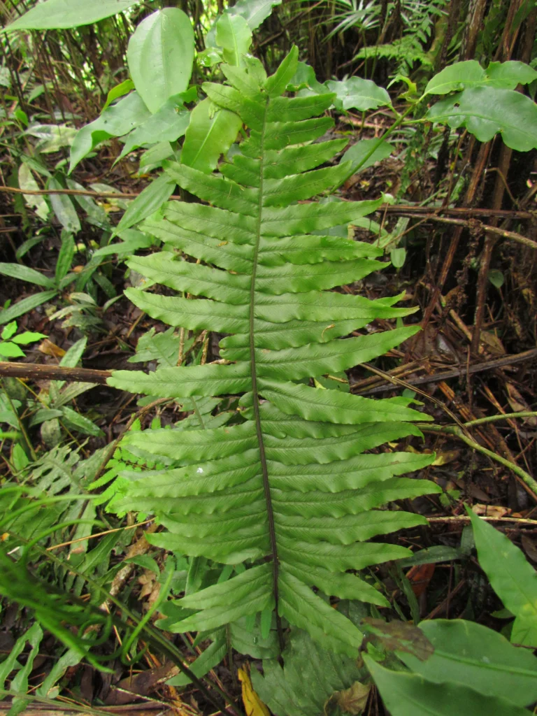 Ilhota, Morro do Baú (164)