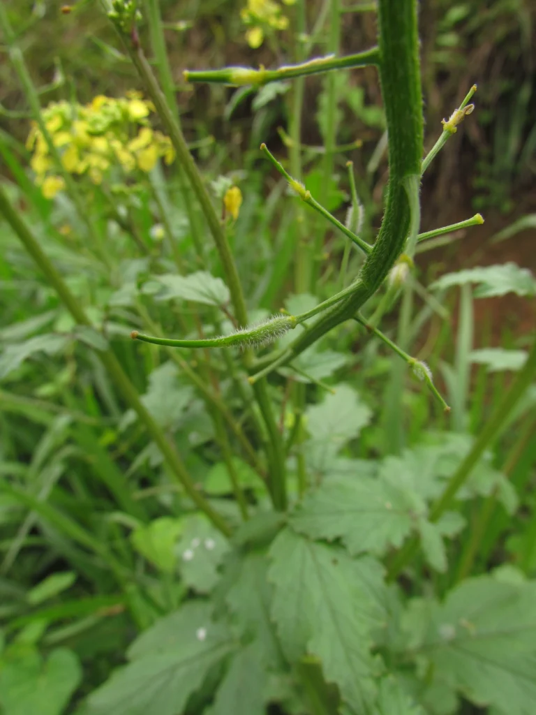 Sinapis alba (18)
