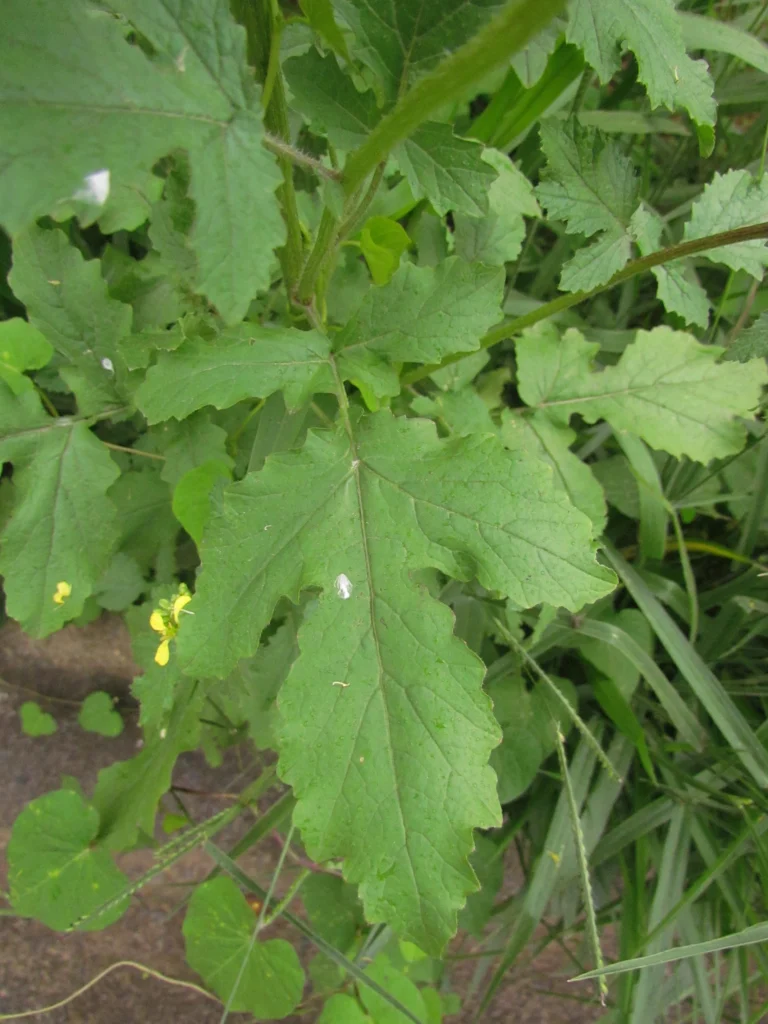 Sinapis alba (14)