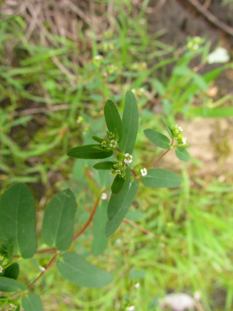 Sinapis alba (15)