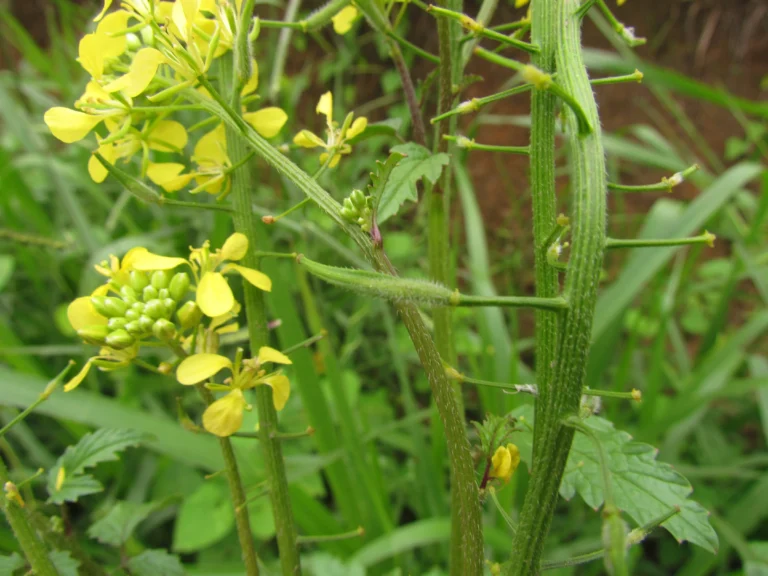 Sinapis alba (12)