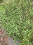 Rorippa nasturtium-aquaticum (22)