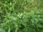 Rorippa nasturtium-aquaticum (19)