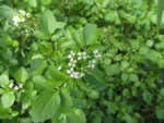 Rorippa nasturtium-aquaticum (16)