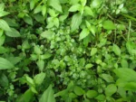 Rorippa nasturtium-aquaticum (13)