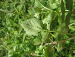 Rorippa nasturtium-aquaticum (10)