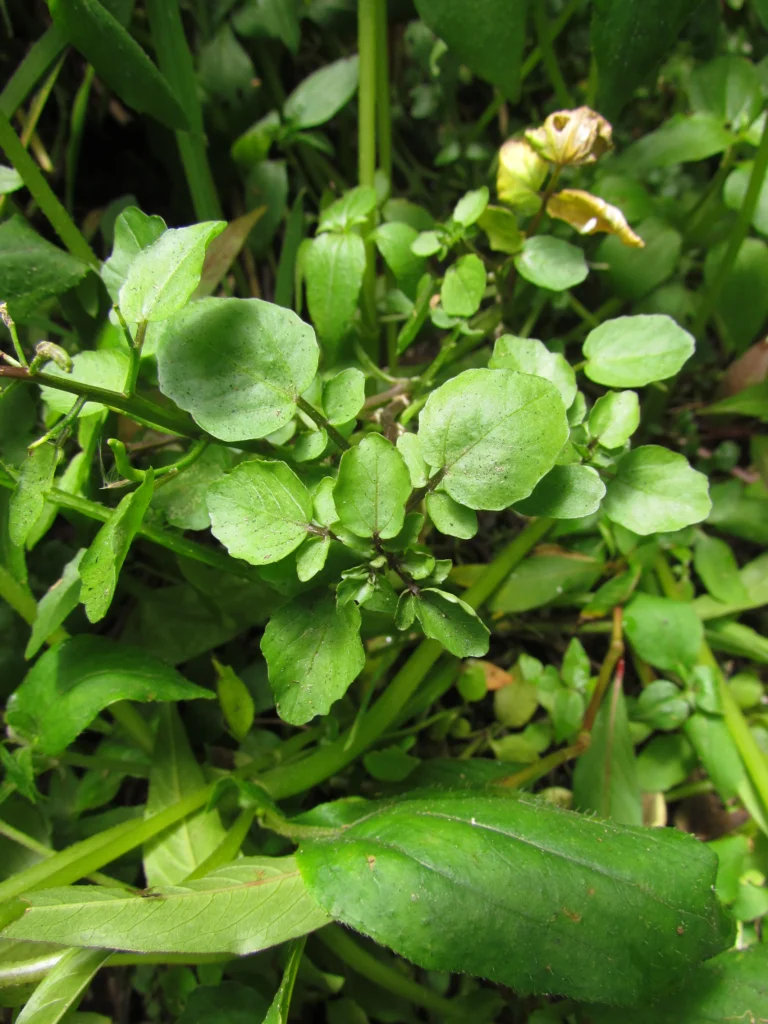 Rorippa nasturtium-aquaticum (9)