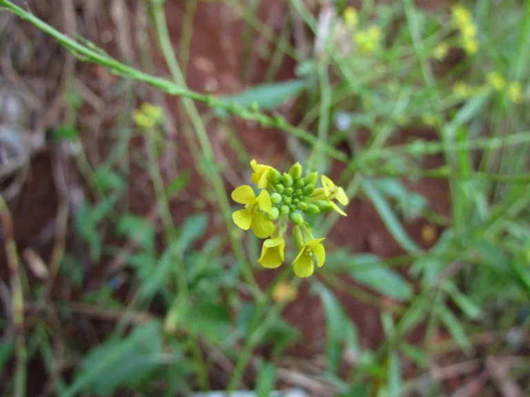 Rapistrum rugosum (16)