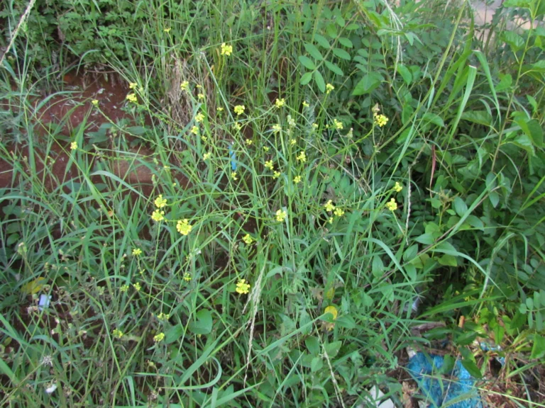 Rapistrum rugosum (10)