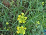 Rapistrum rugosum (12)