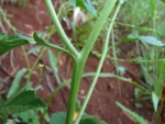 Rapistrum rugosum (2)
