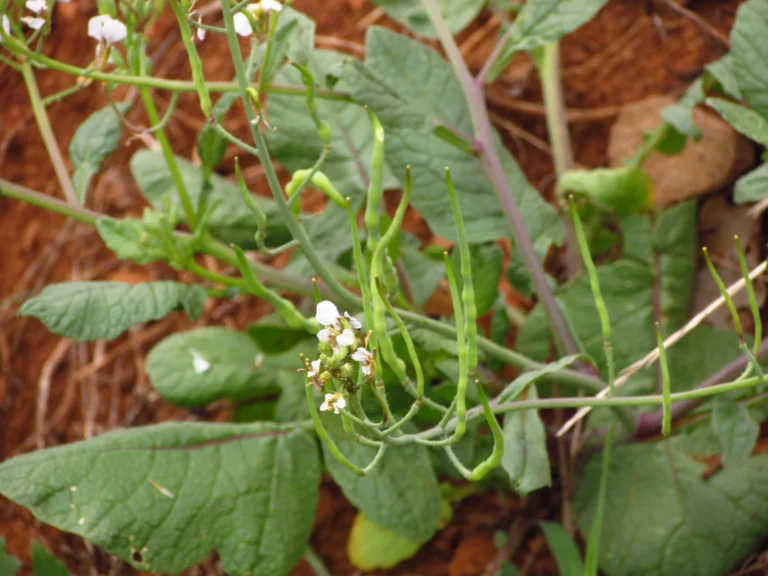Raphanus sativus (17)