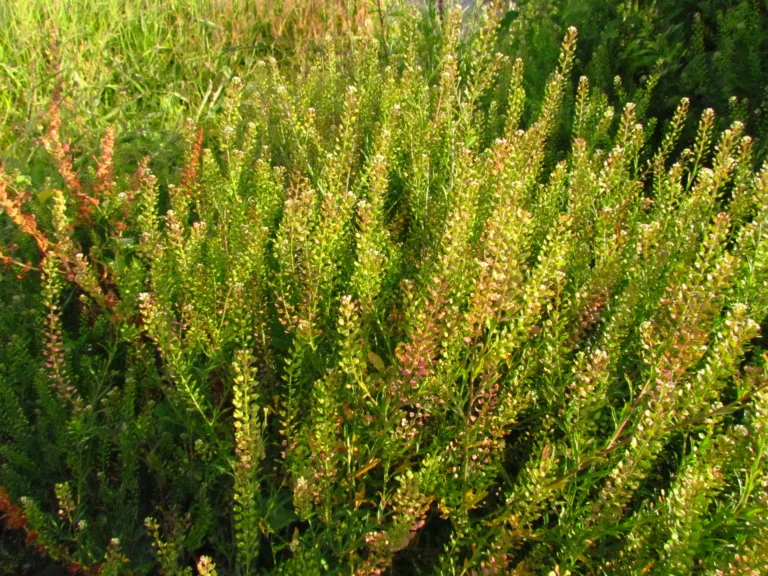 Lepidium virginicum (47)