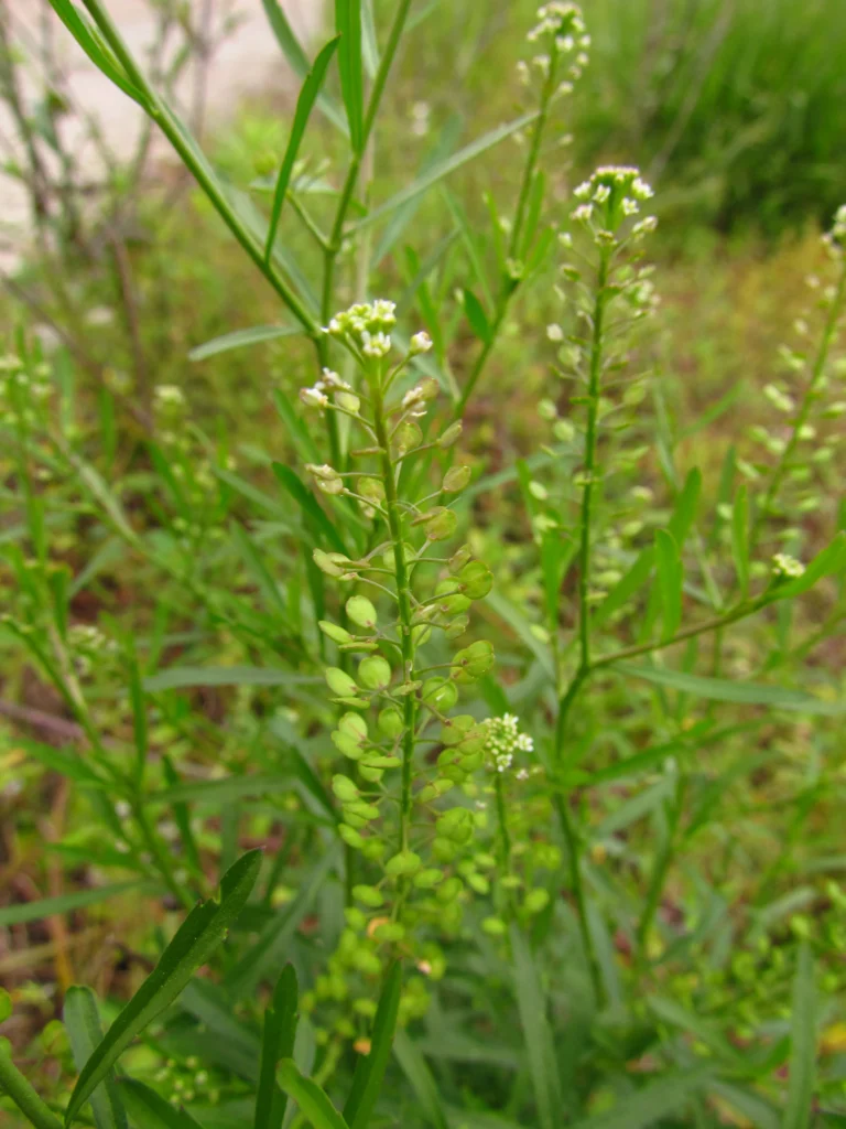 Lepidium virginicum (45)