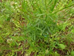 Lepidium virginicum (46)