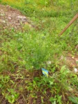 Lepidium virginicum (39)