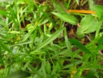 Lepidium virginicum (37)