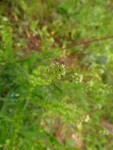 Lepidium virginicum (33)