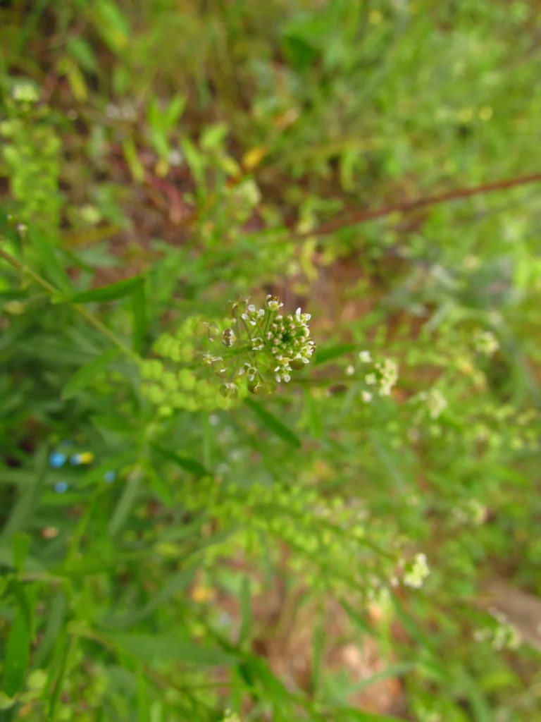 Lepidium virginicum (33)