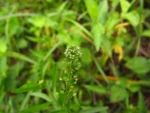 Lepidium virginicum (34)