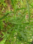 Lepidium virginicum (32)