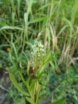 Lepidium virginicum (30)