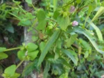 Lepidium virginicum (27)