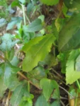 Lepidium virginicum (28)