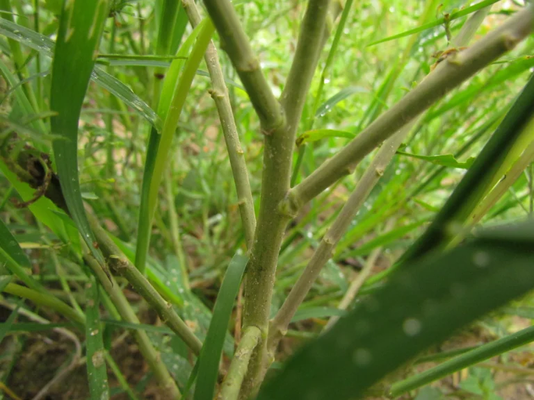 Lepidium virginicum (21)